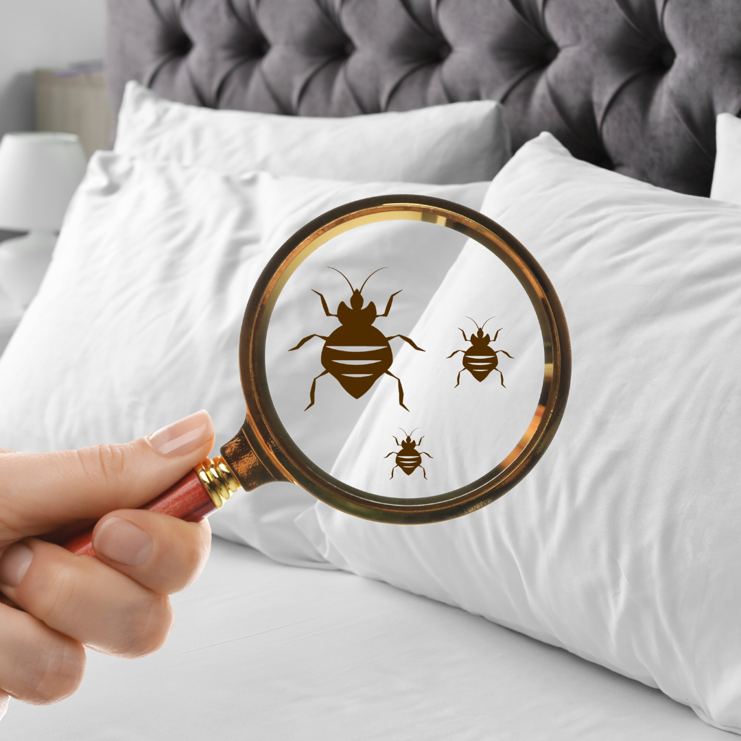 Rahasia Tidur Nyenyak Bebas Gigitan Kutu Busuk!