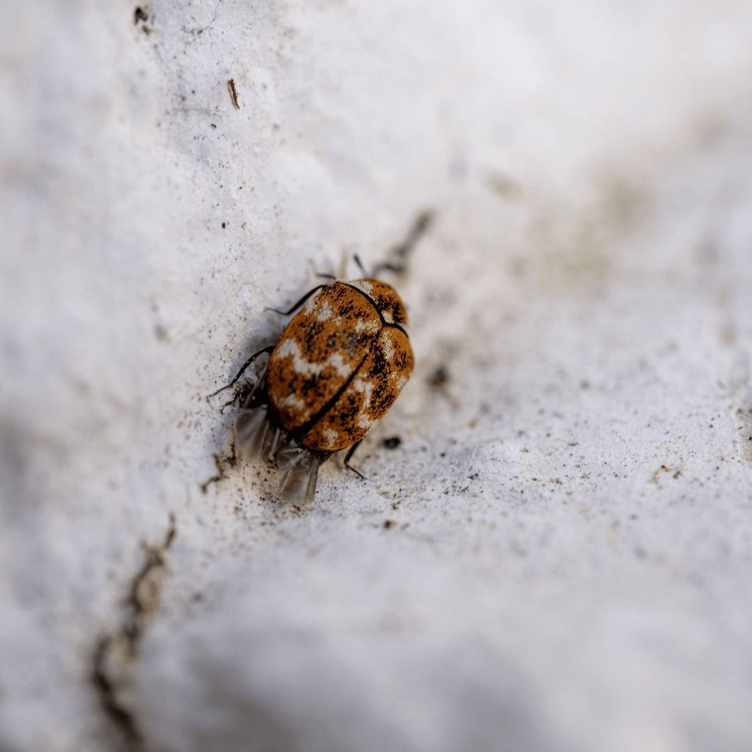 Kutu Kasur Bikin Gatal? Ini Cara Membasmi Sampai Telurnya!