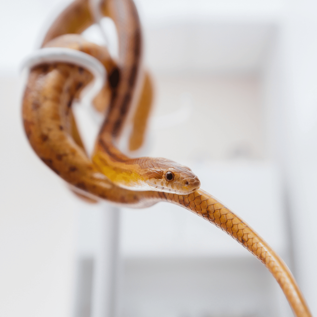 Doa Ini Bikin Rumah Aman dari Ular & Binatang Berbisa!