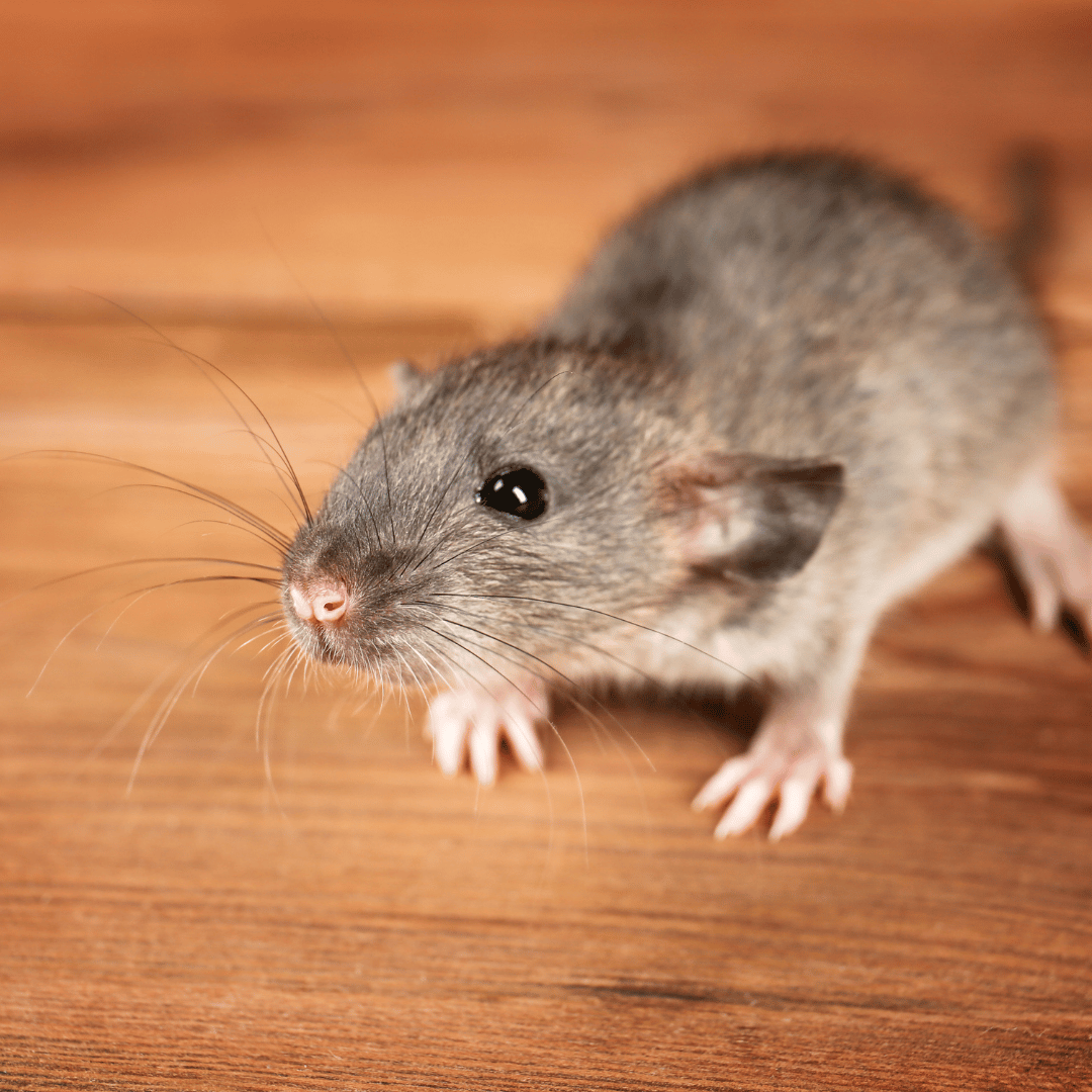 Rahasia Doa Ampuh Mengusir Tikus dari Rumah