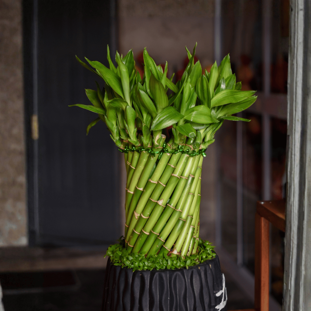 Tanaman pembawa rezeki di depan rumah