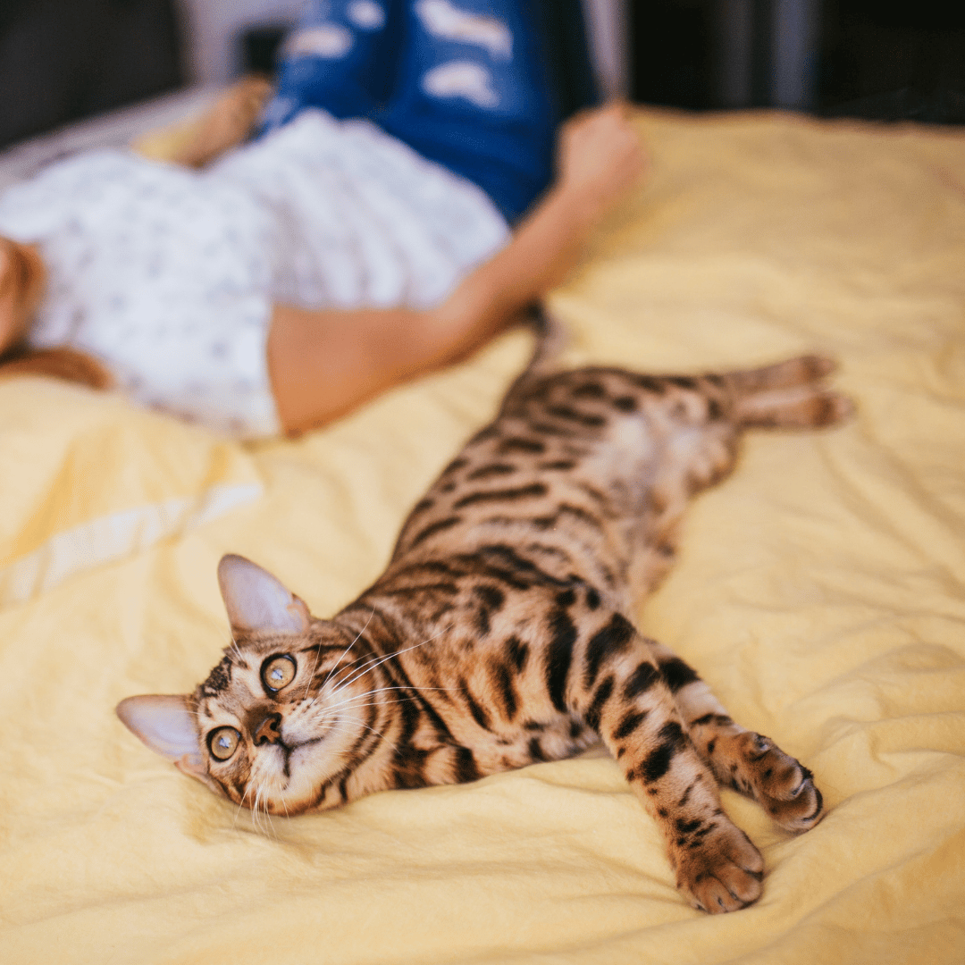 Arti kucing tidur di kasur