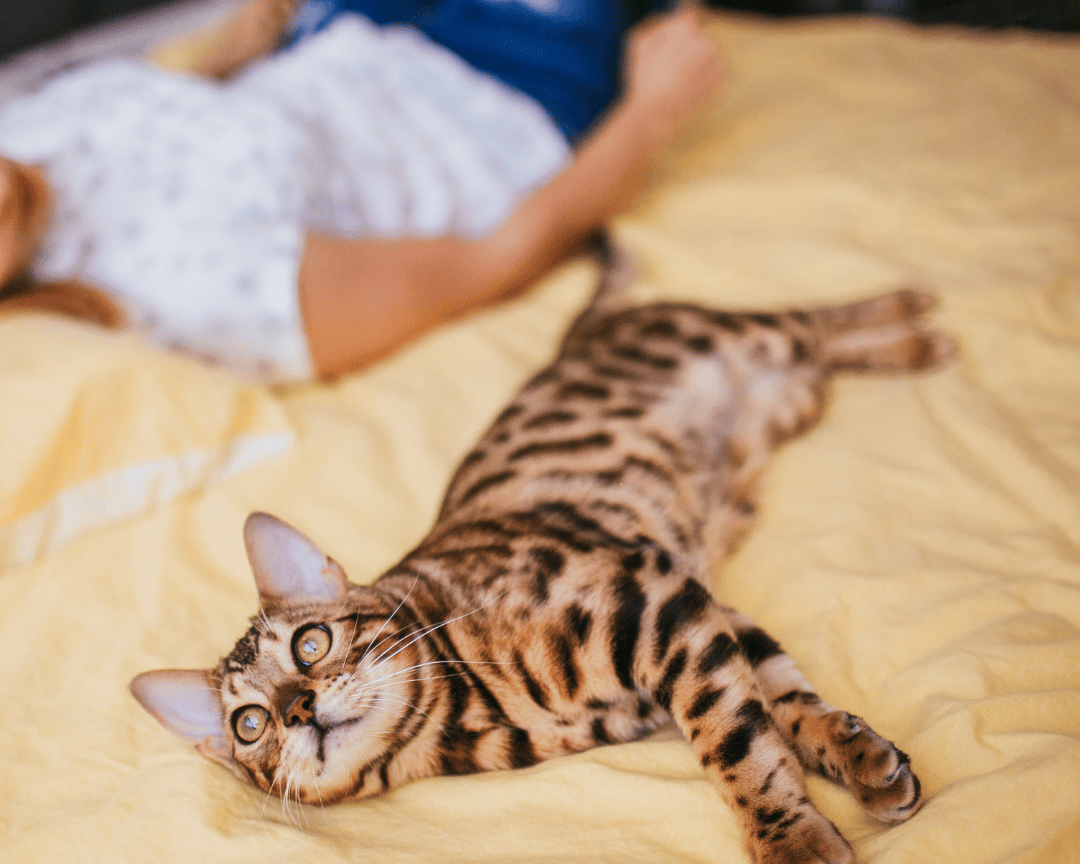 Arti kucing tidur di kasur