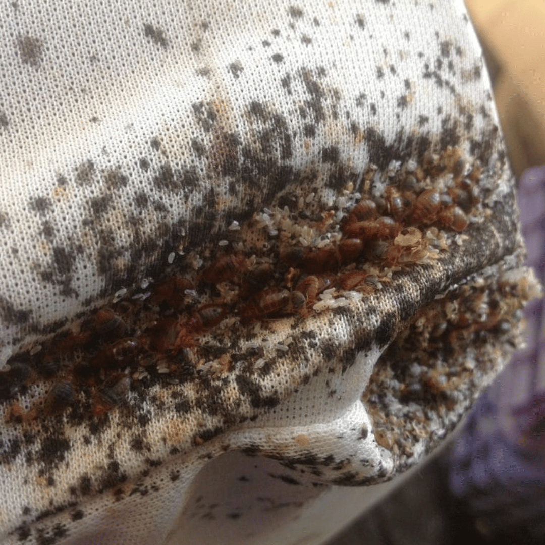 Cara menghilangkan kutu busuk secara tradisional